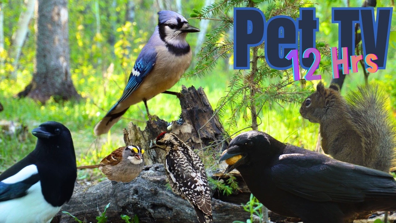Best Spring Bird Song 😻 12 Hour Compilation of Relaxing Nature for Cats, Dogs, & People