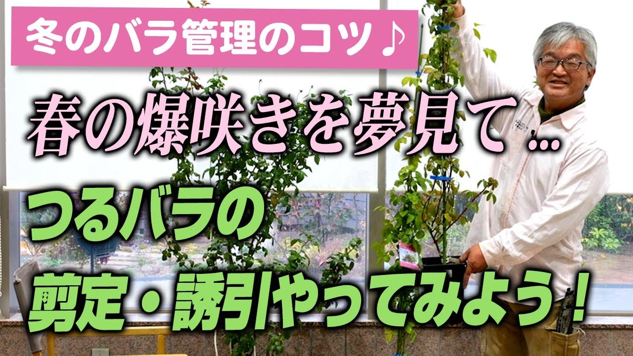 【バラの育て方】冬のバラ管理のコツ♪春の爆咲きを夢見て　つるばらの剪定・誘引やってみよう!(2025年12月5日)