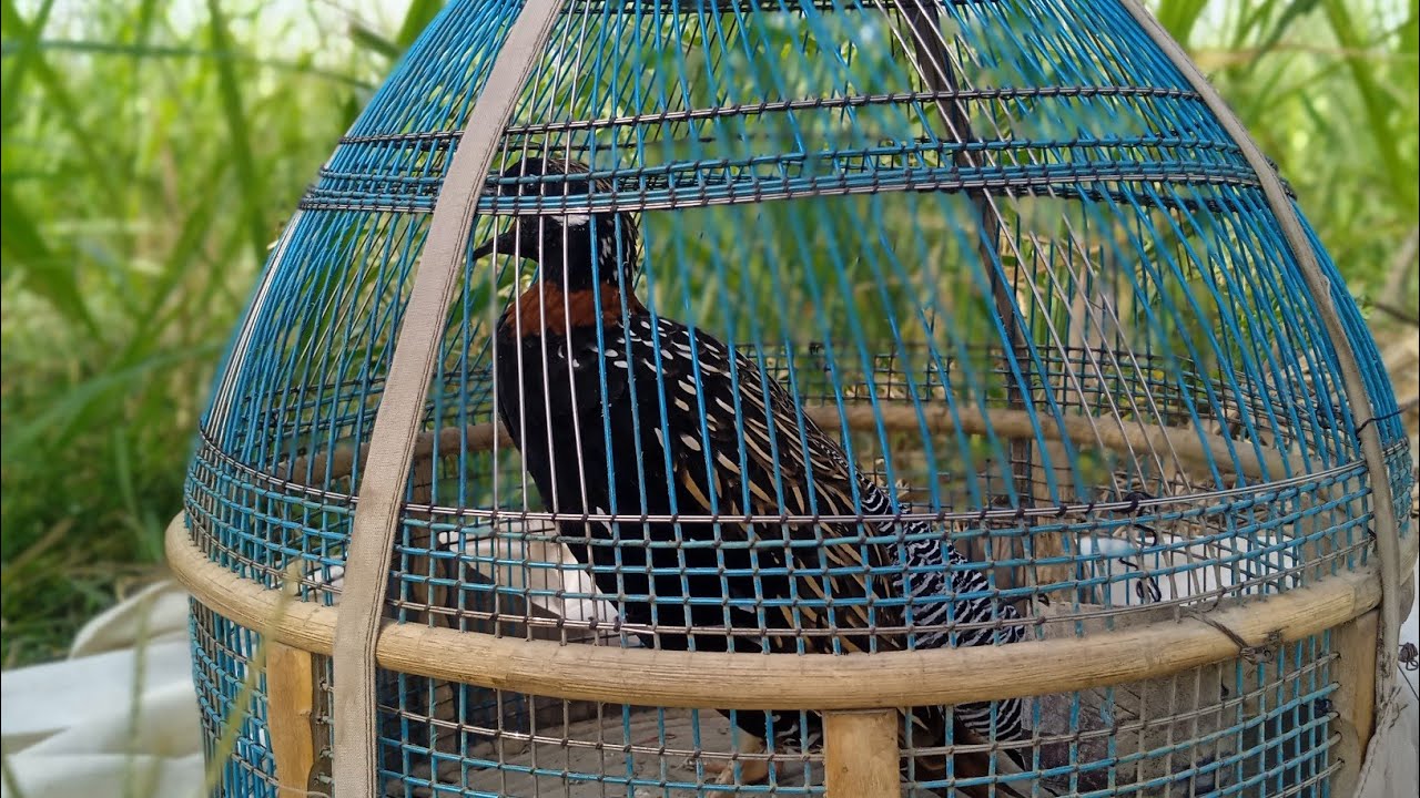 Kala teetar ki awaz Kala teetar ki boli black Francolin voice black Francolin sound