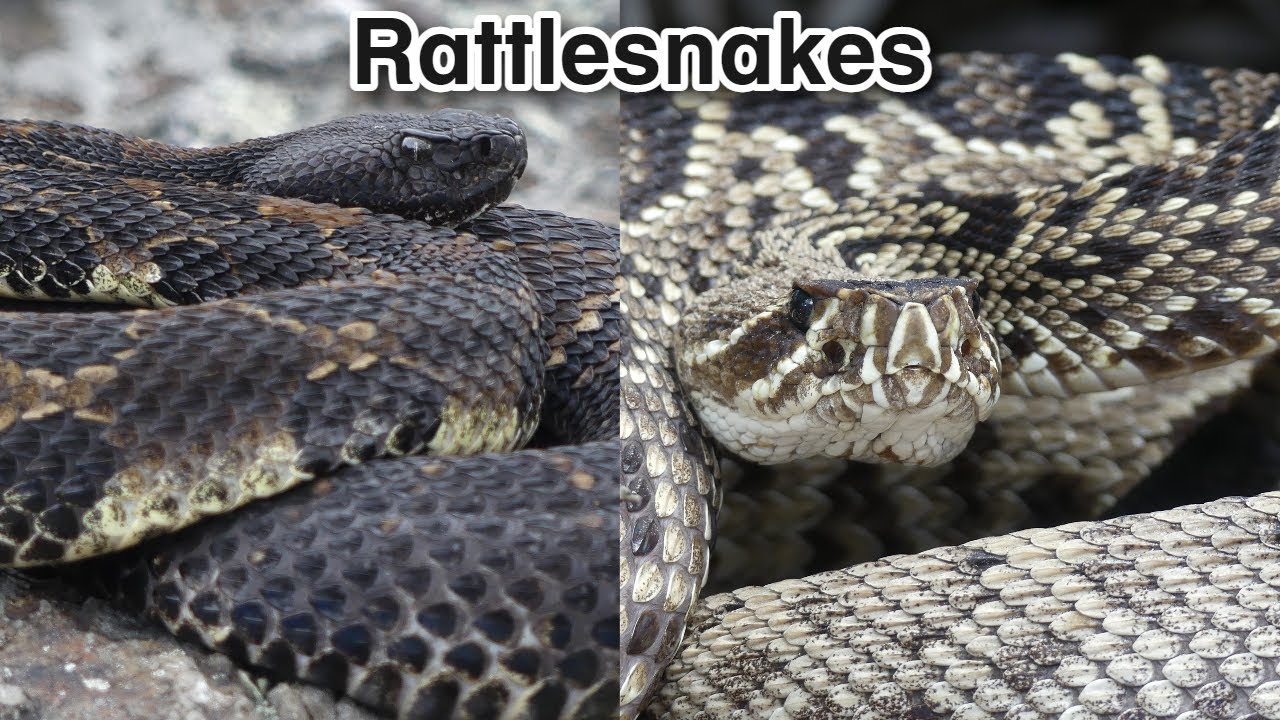 My Encounters With Rattlesnakes In The Wild