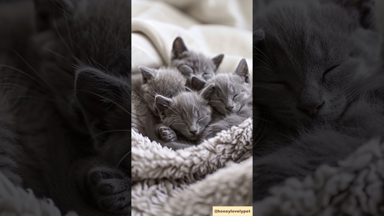 Four Chartreux Kittens Sleeping Peacefully Together  #cat #pets