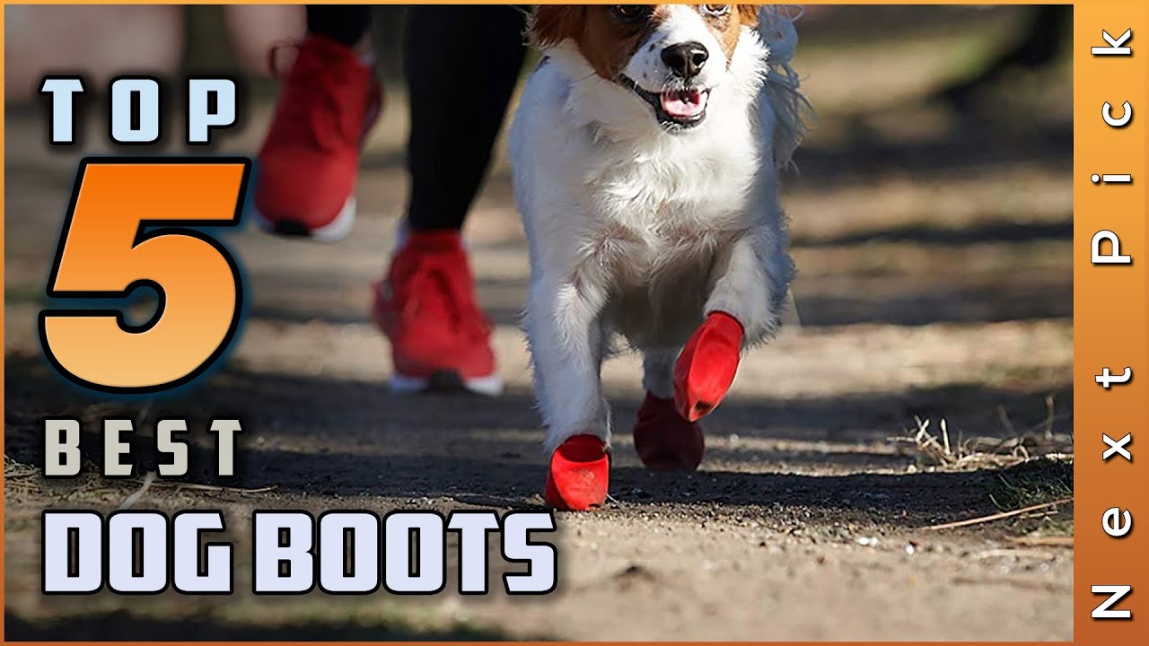Top 5 Best Dog Boots Review in 2024 | for Rain, Snow, Hiking, and More