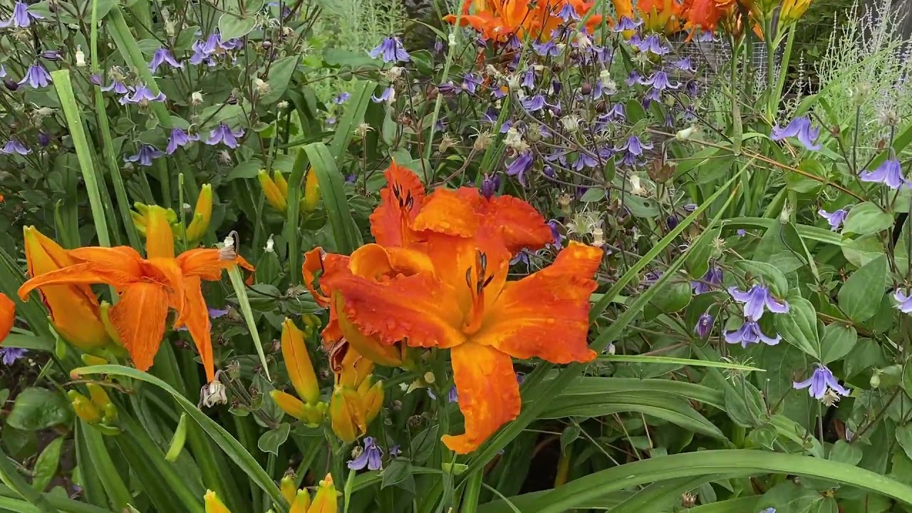 Purple and Orange Perennial Garden
