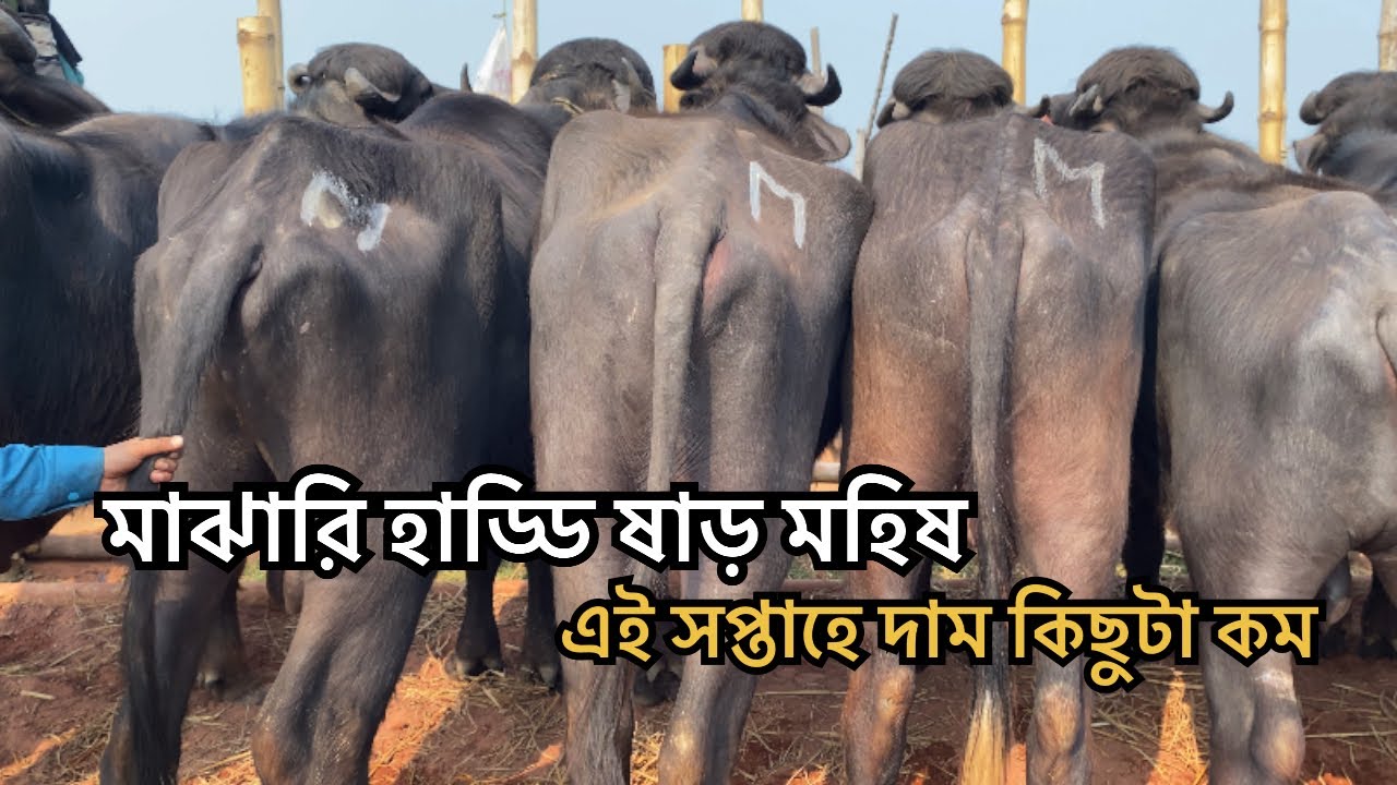মাঝারি সহ ছোট মহিষের দরদাম | ০৮ ফেব্রুয়ারি 