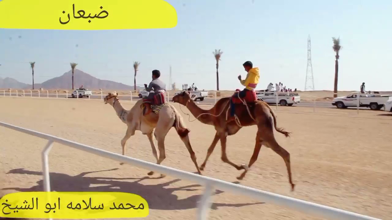 السيف الذهبي في قبضة محمد سلامه ابو الشيخ الحويطي شوط المرثون