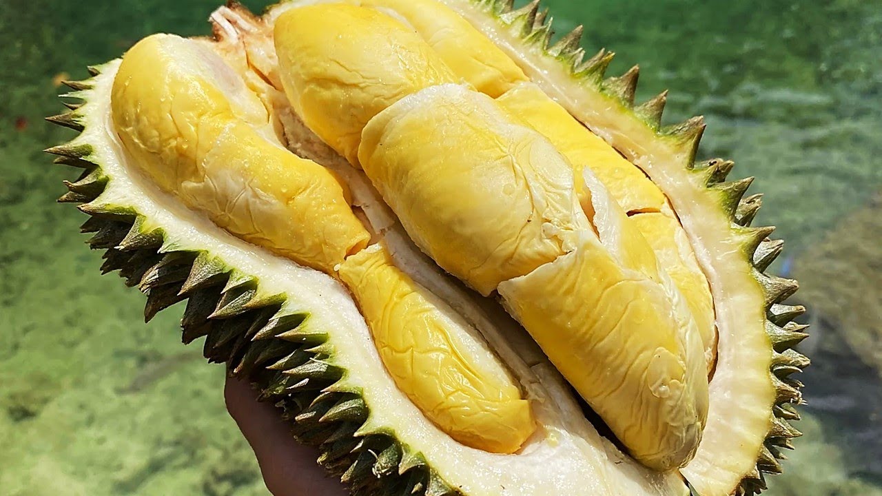 Durian Hor Lor Balik Pulau Penang | Durian Labu