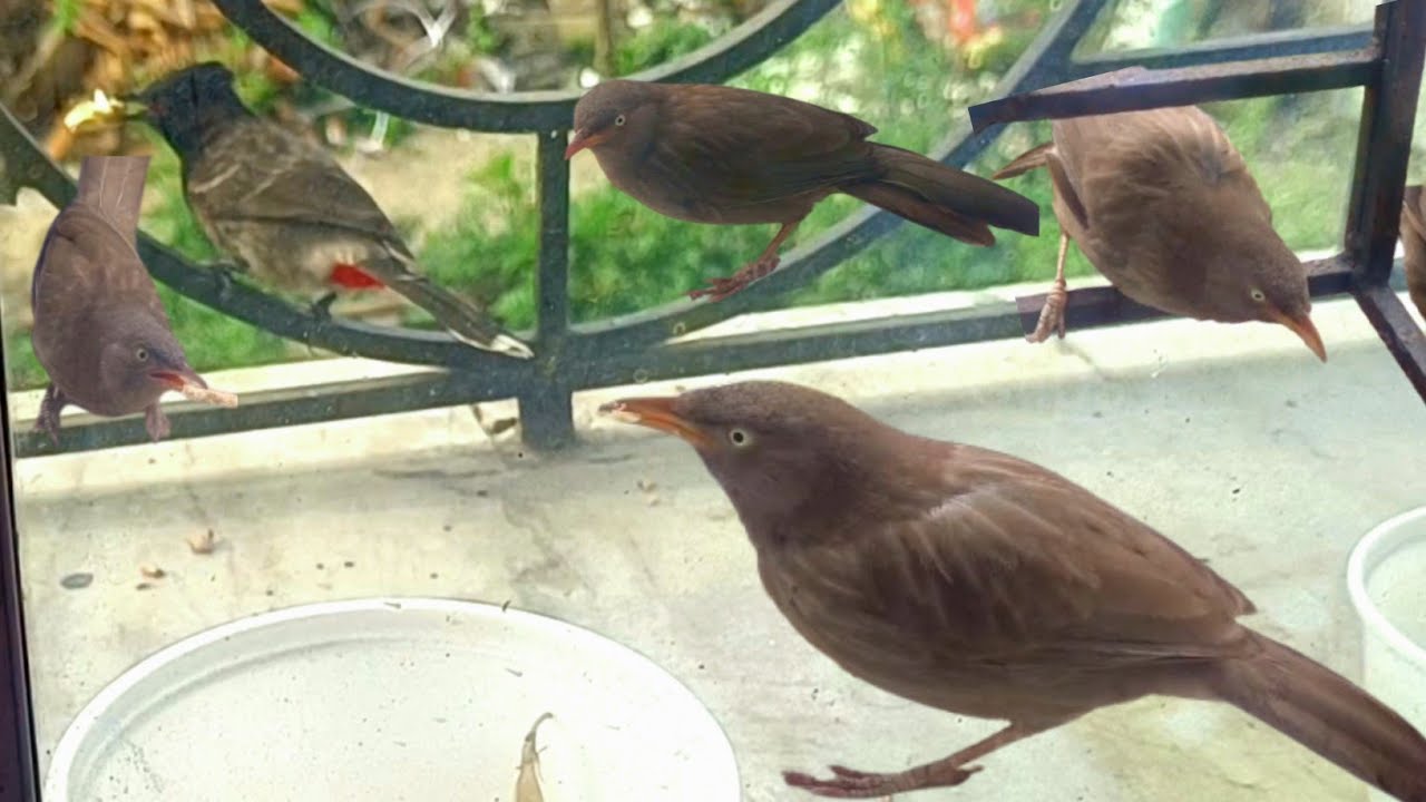 🔴👉মা পাখি তার বাচ্চাকে খাওয়াচ্ছে 😲🐦| birds🐦‍⬛😲🥰