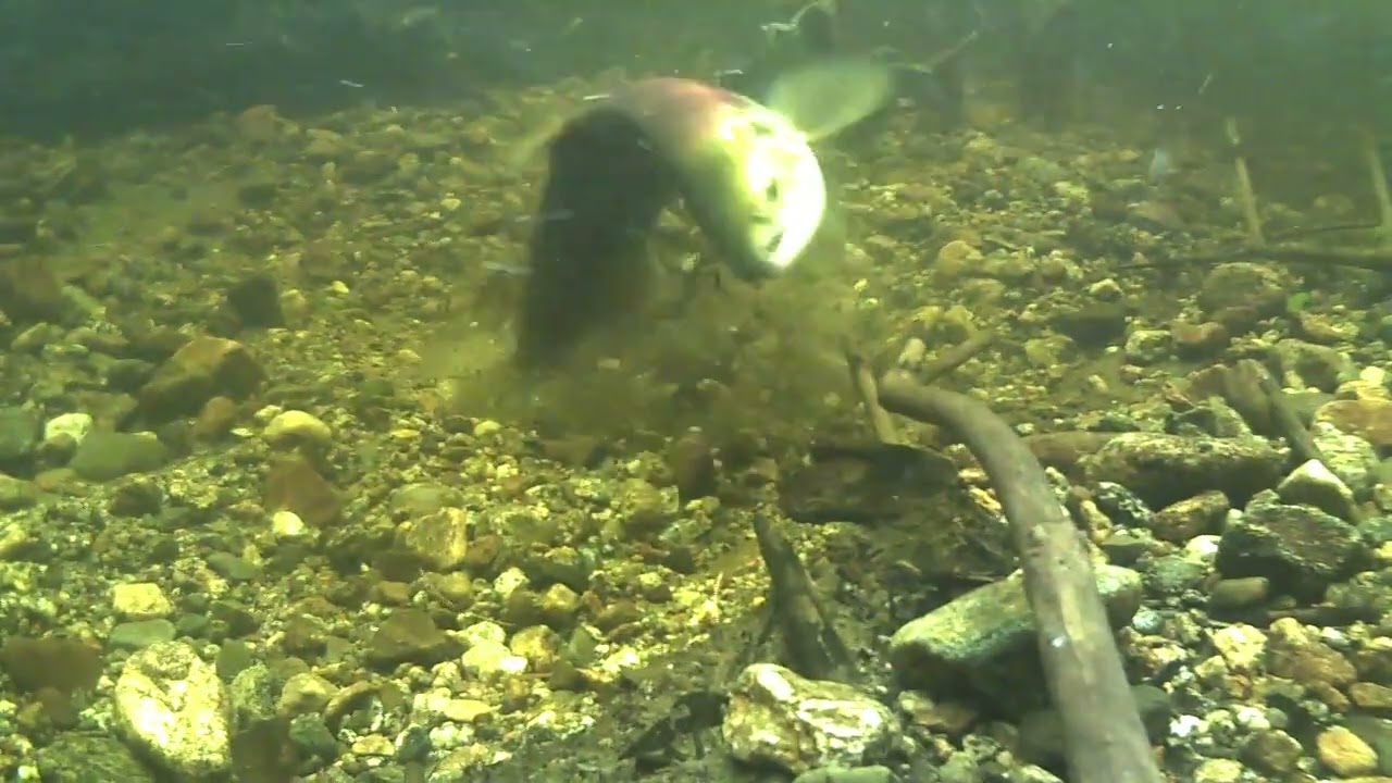 sockeye salmon spawning