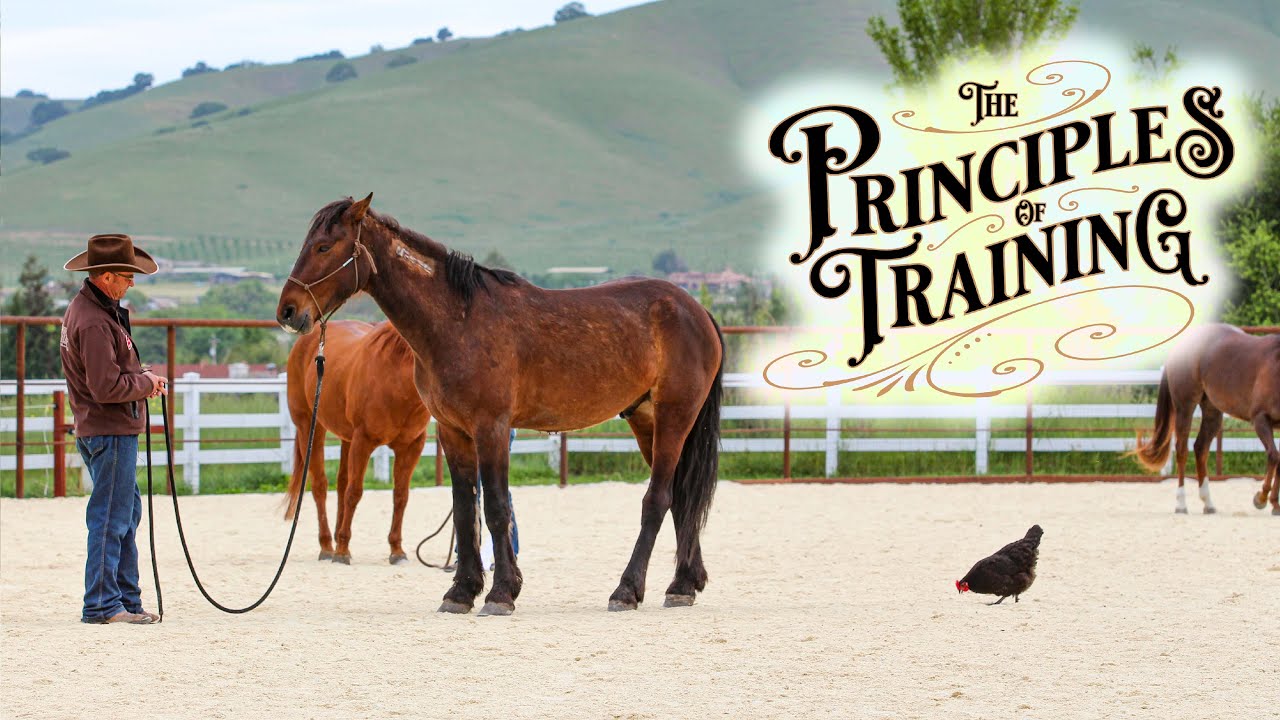 The Principles of Training Season 3 Episode 4: 
