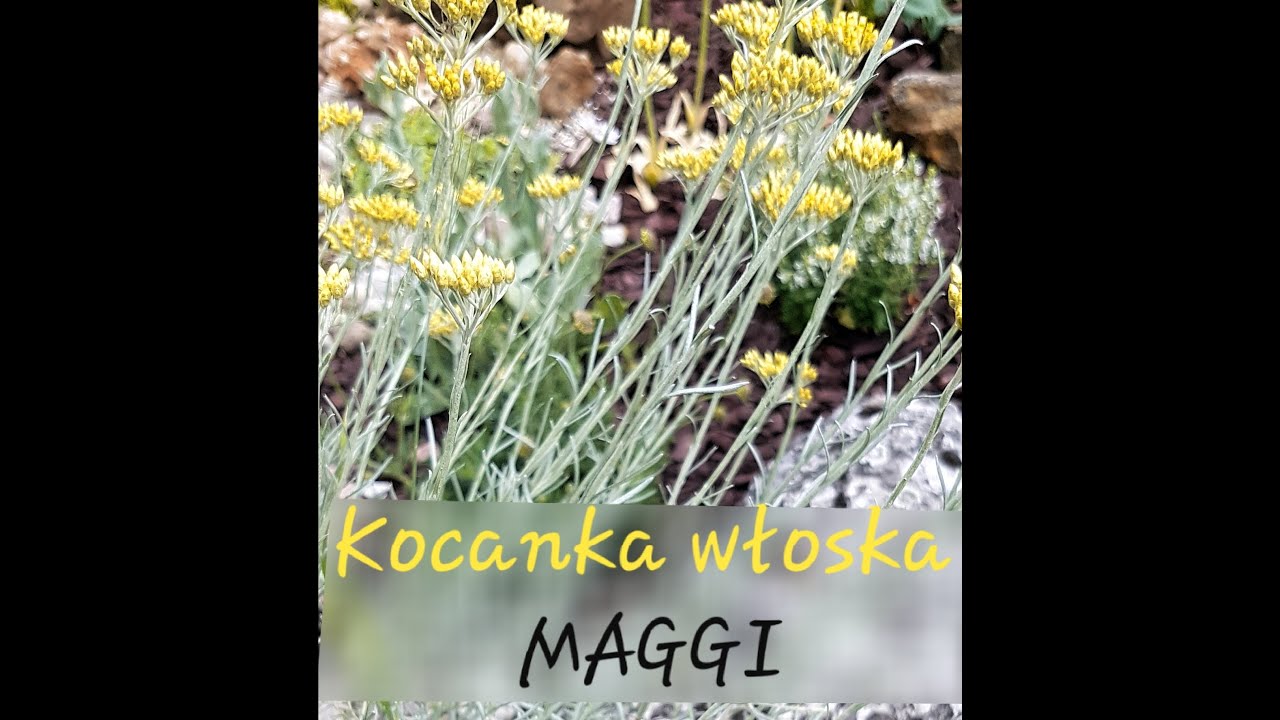 Aromatyczna Kocanka włoska  - MAGGI i słów kilka o Szałwi omszonej # Nasz Ogródek