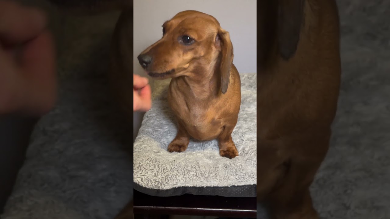 Dachshund’s Spa Day at Night