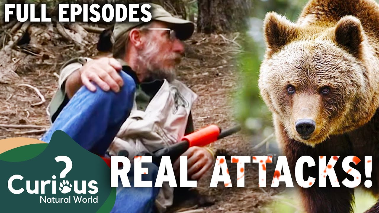 Steve Searles Worst Situations With Bears Caught On Camera | Bear Whisperer | Curious?:Natural World