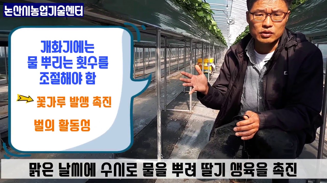 논산딸기재배 현장컨설팅.응애방제