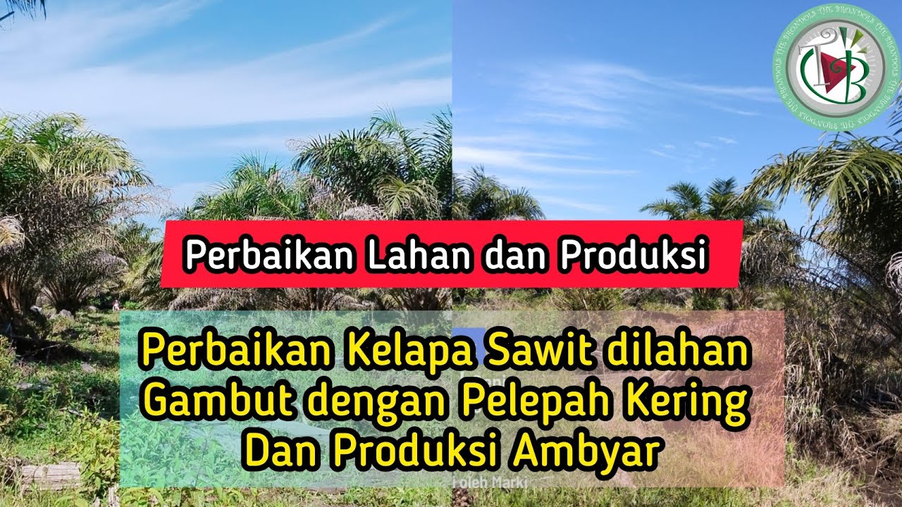 Perbaikan Kelapa Sawit dilahan Gambut dengan Pelepah Kering Dan Produksi Ambyar