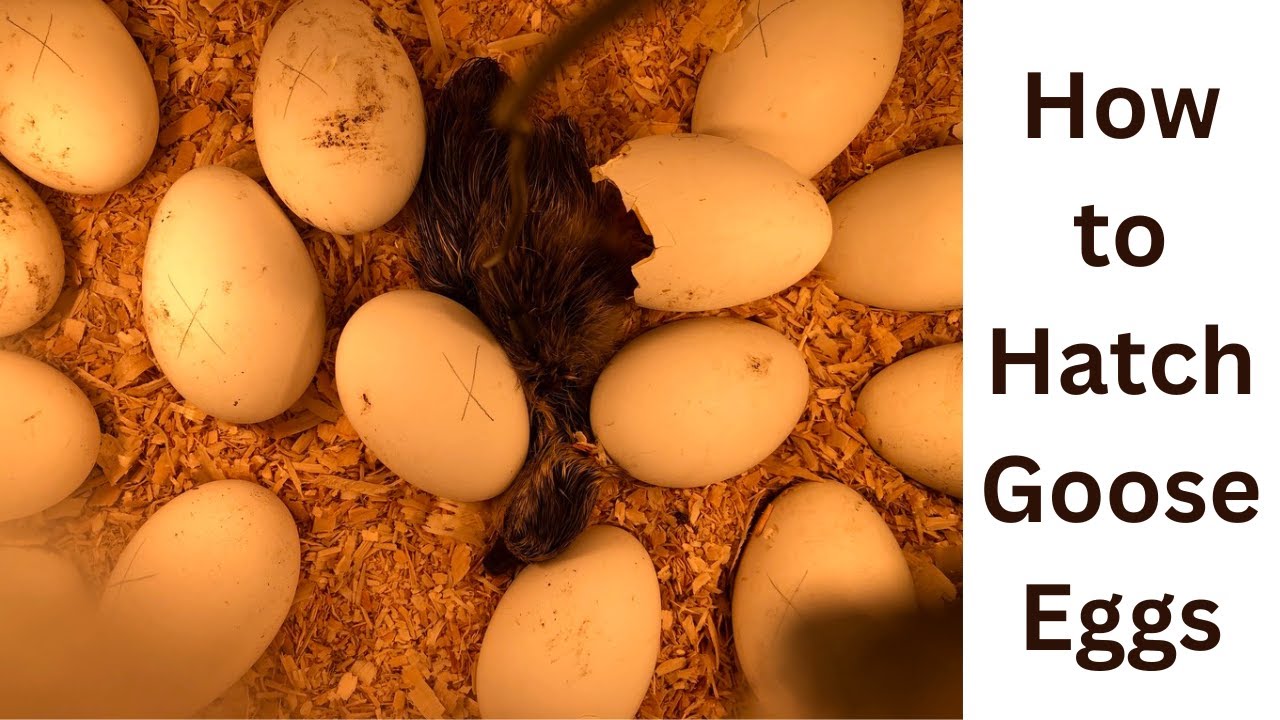 Hatching Goose Eggs
