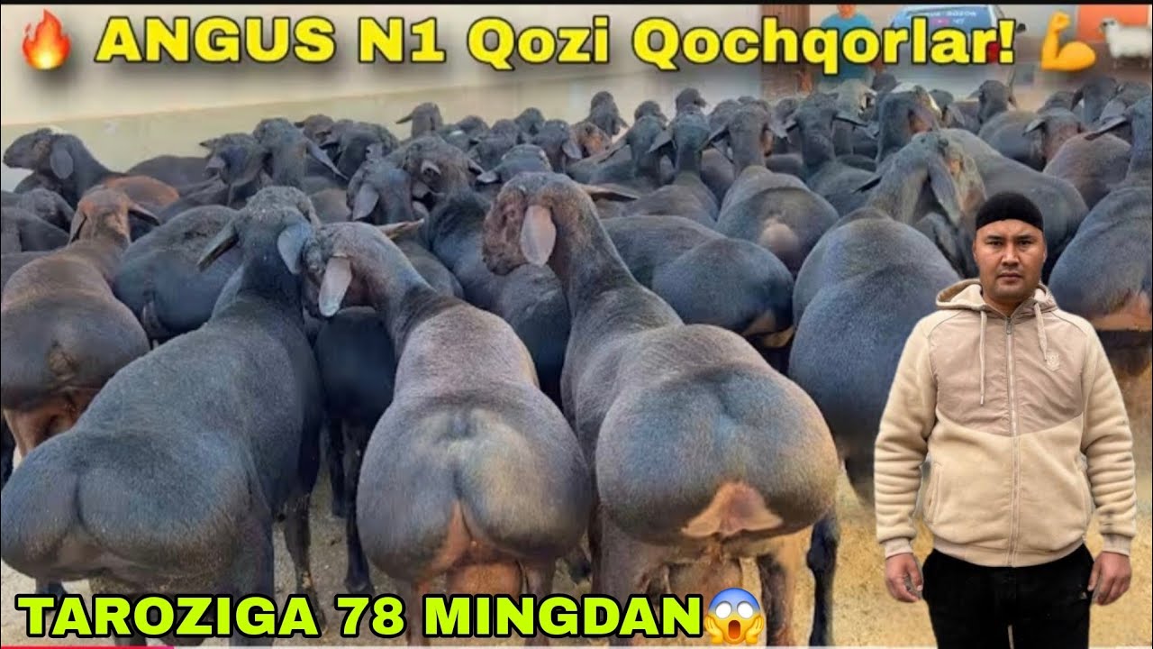 🔥150 Bosh taroziga 78mingdan Tojikiston paroda toza N1 elita 500ming 400ming arzon bunaqasi kam 