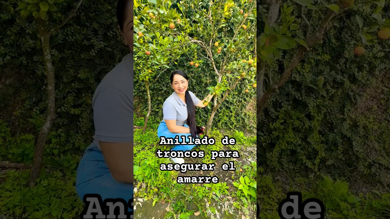 Este truco asegura la cosecha! Pero cuidado! #citricos #anillado #cosecha #amarre #agro