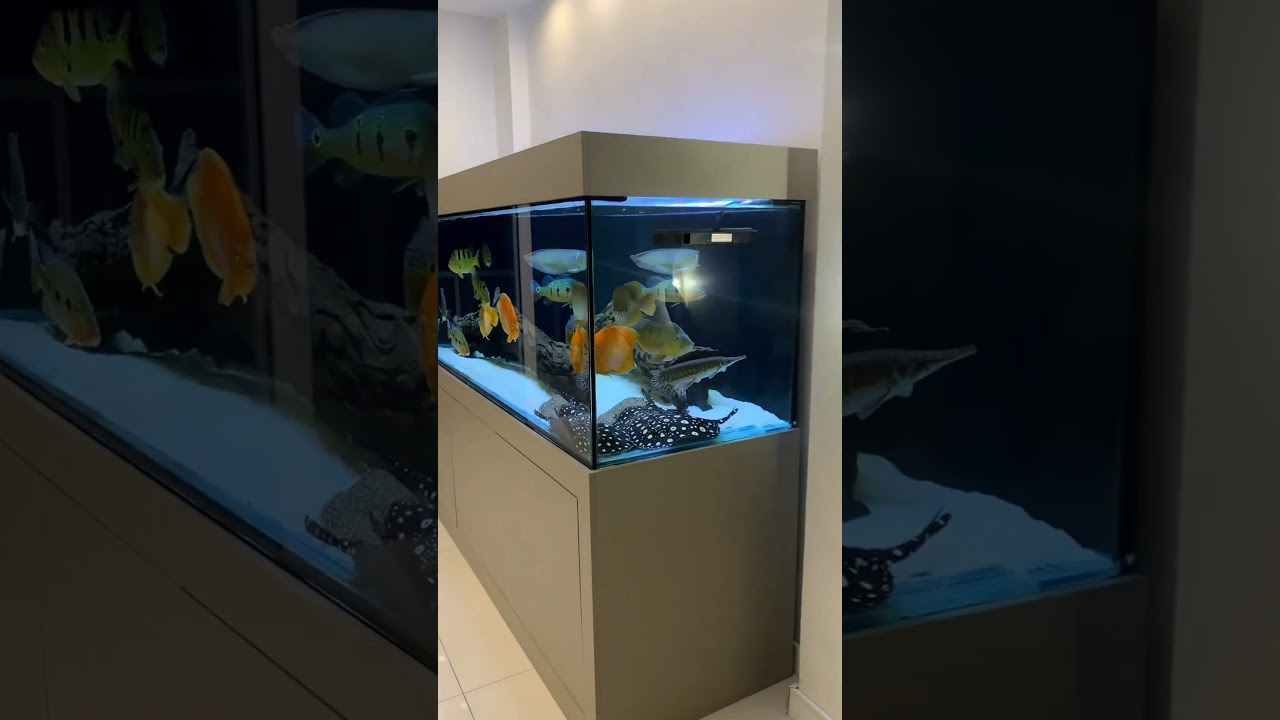 Oscar fish tank setup #chiclids #fishtank #clownfish #fish