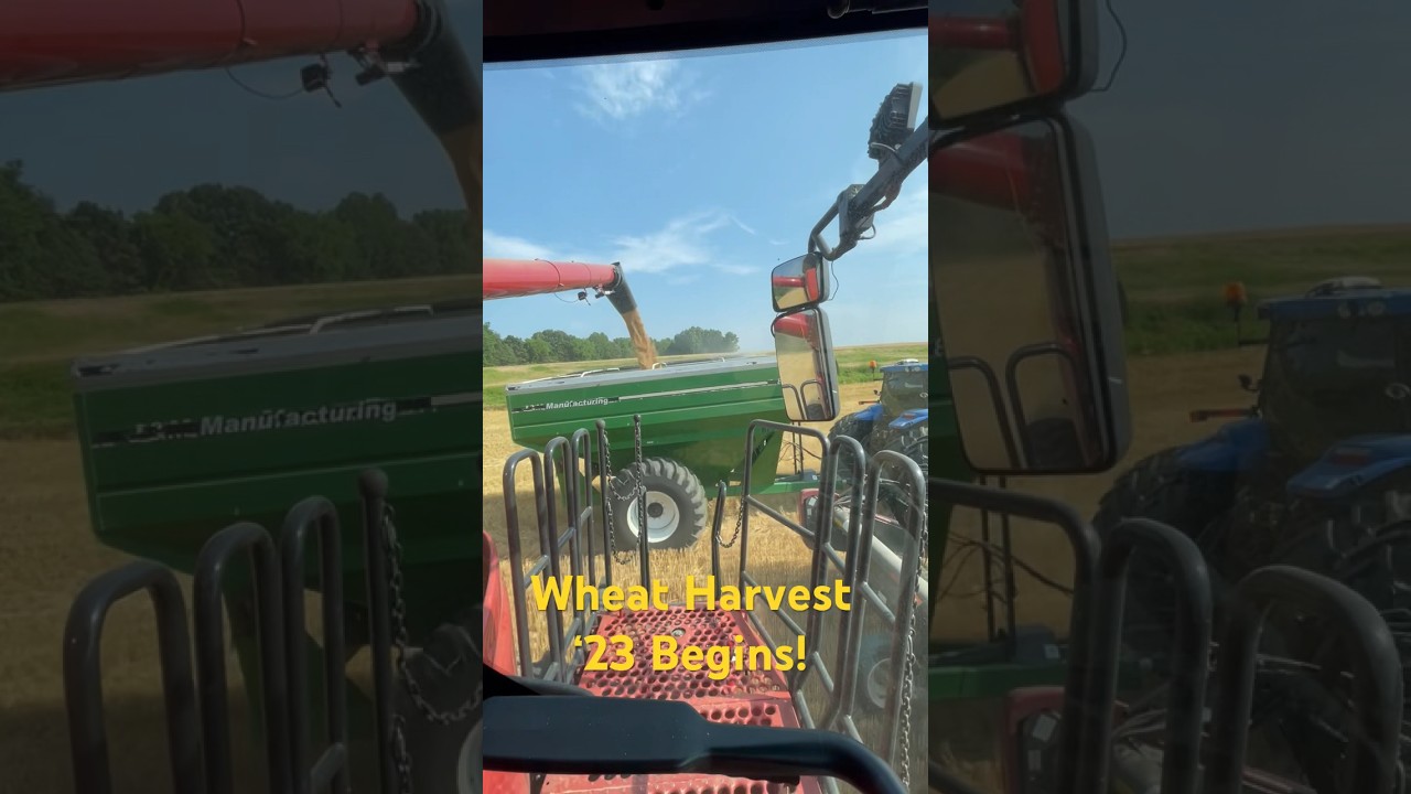 Wheat Harvest 2023 Begins!