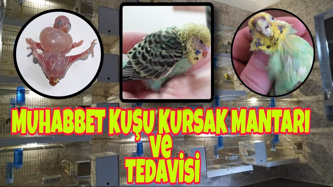 Muhabbet Kuşlarında Kursak Mantarı ve Tedavisi   2021