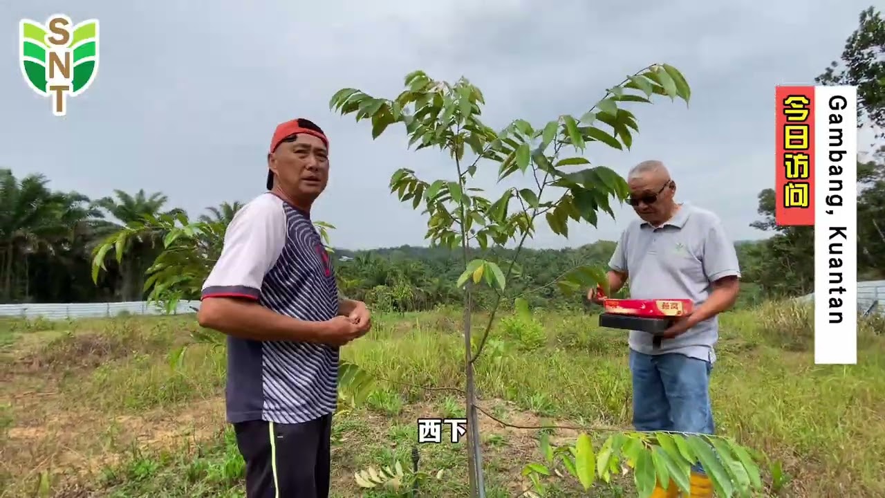 接枝不求人❗ 跟我们一起学习接枝技巧😍【 榴莲接枝 ∣ 农业技术分享】🤓 PART 2