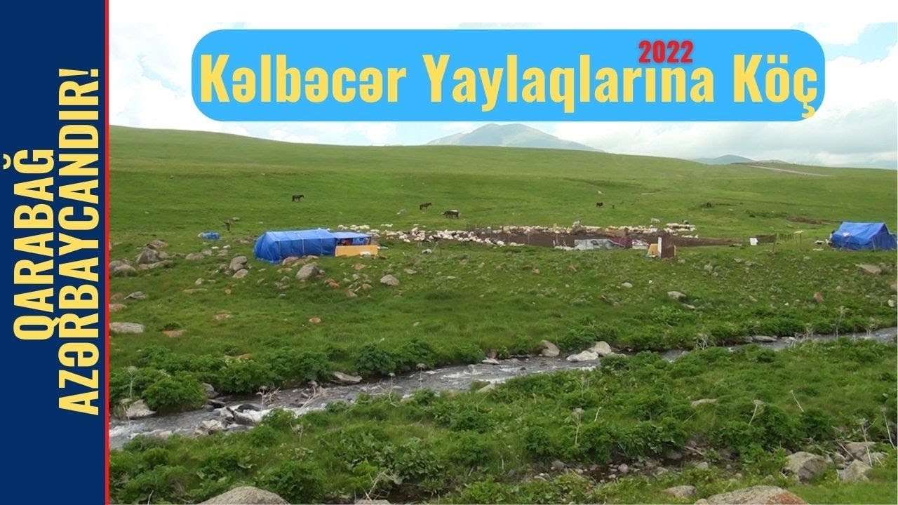 Kəlbəcər yaylaqlarına mal-heyvan köçü | İyun 2022