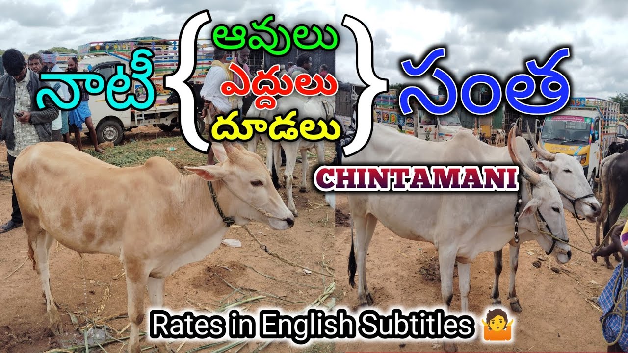 Bulls,BullCows,BullCalfs Market చింతామణి|దూడల నుండి పెద్ద ఎద్దులు వరుగు వచిండాయి| Mohan Crazy Vlogs
