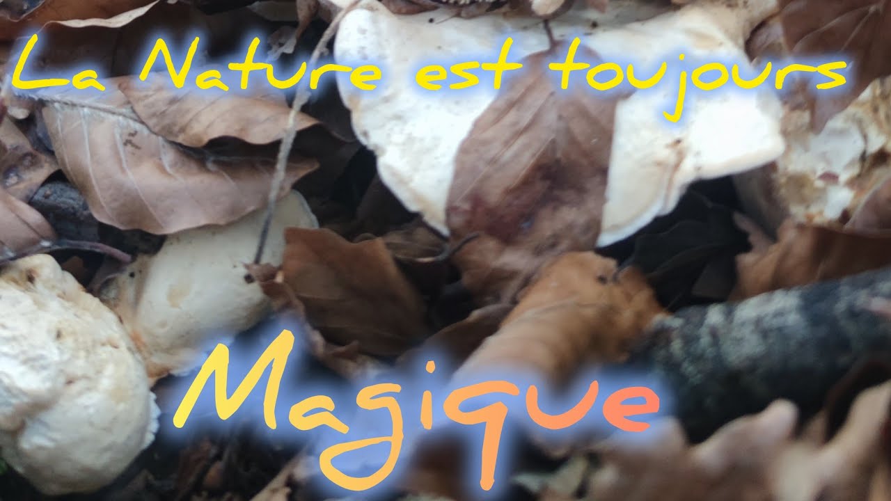 Détection Nature