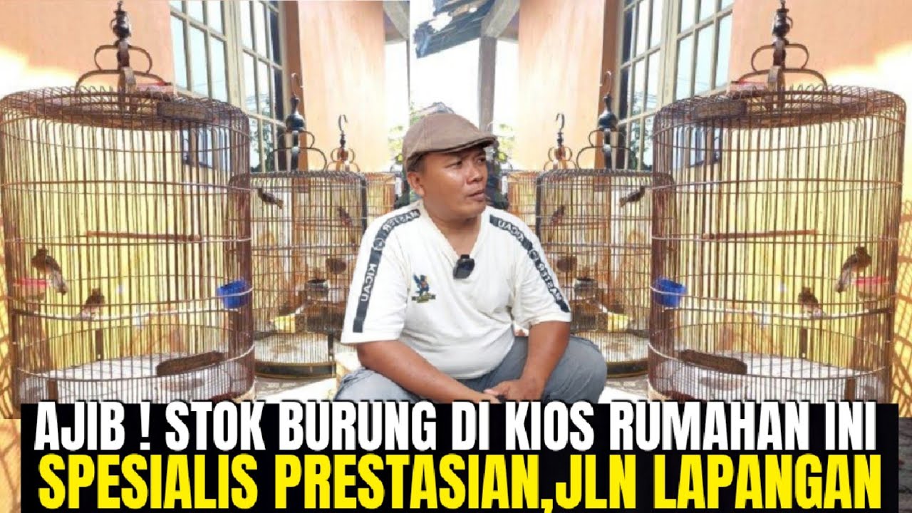 AJIB ! BETUL² MEWAH STOK BURUNG DI KIOS RUMAHAN YANG BELUM LAMA BUKA INI ! ZT MASTER KICAU