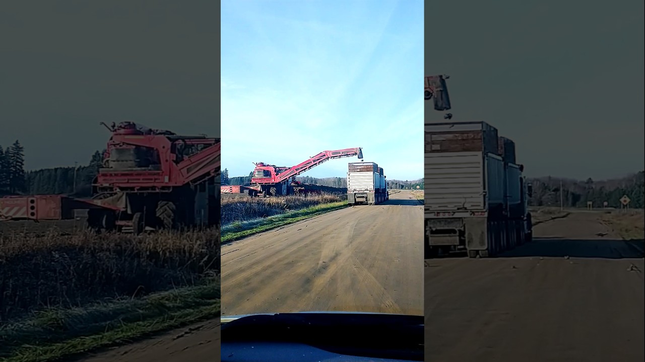 Sugar Beet Harvest time in Mid Michigan USA 
