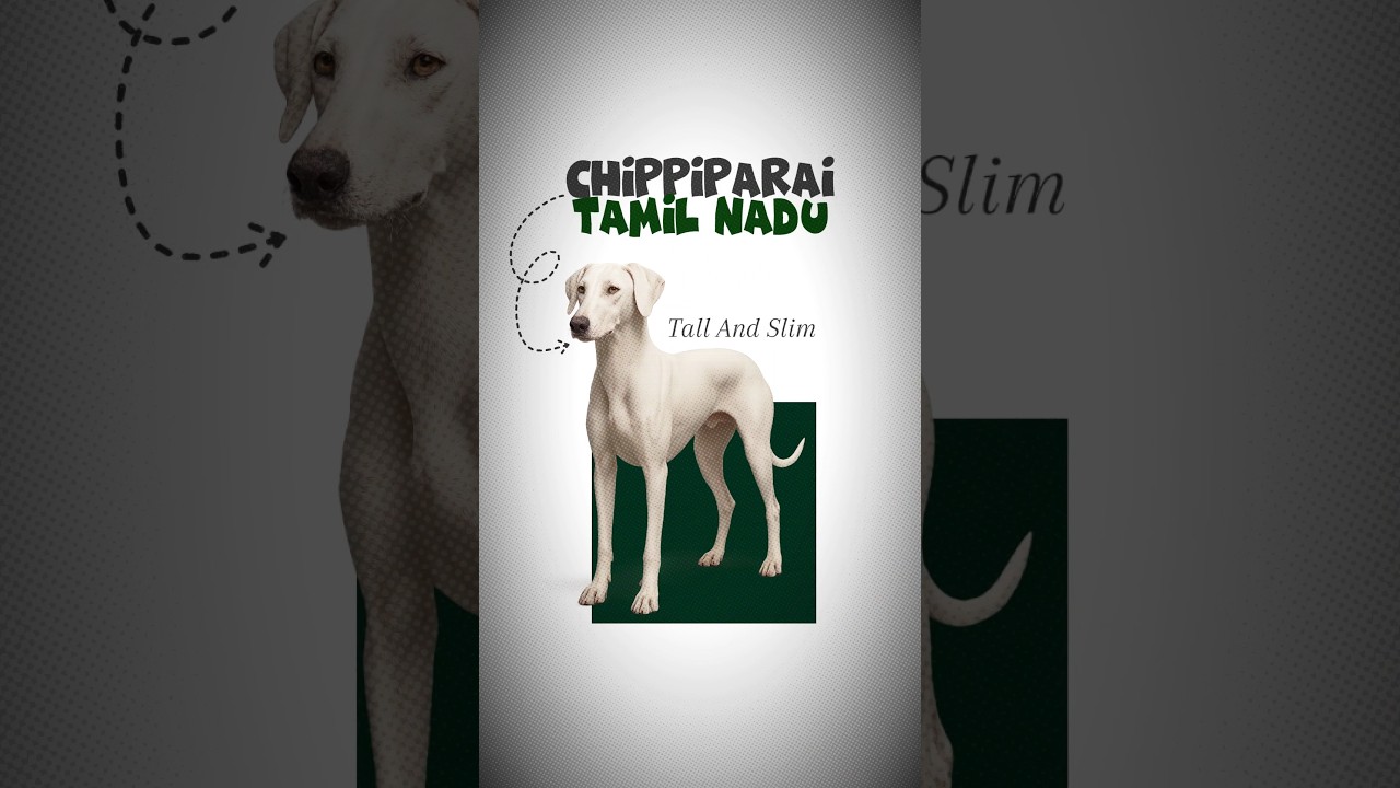 most underrated Indian Dogs!#dog #doglove