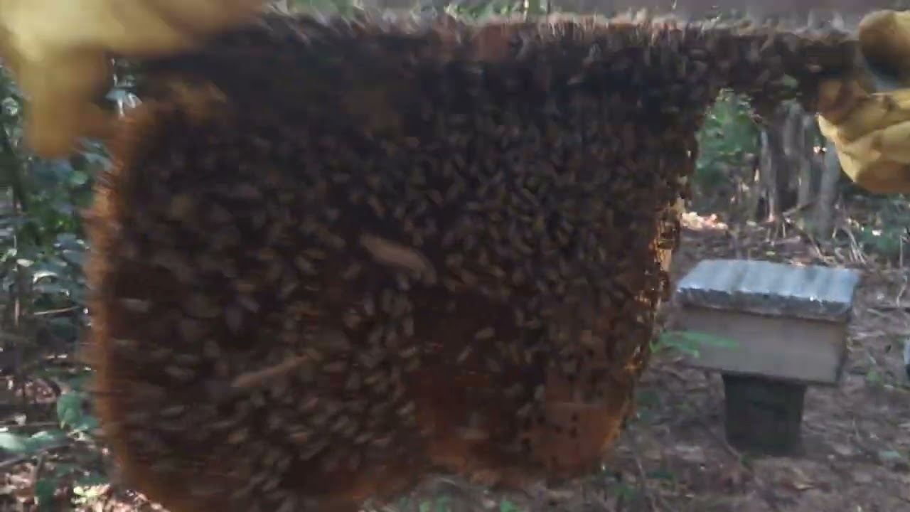 BEES BUILT VERTICAL COMBS NOT HORIZONTALLY, HARD FOR INSPECTION