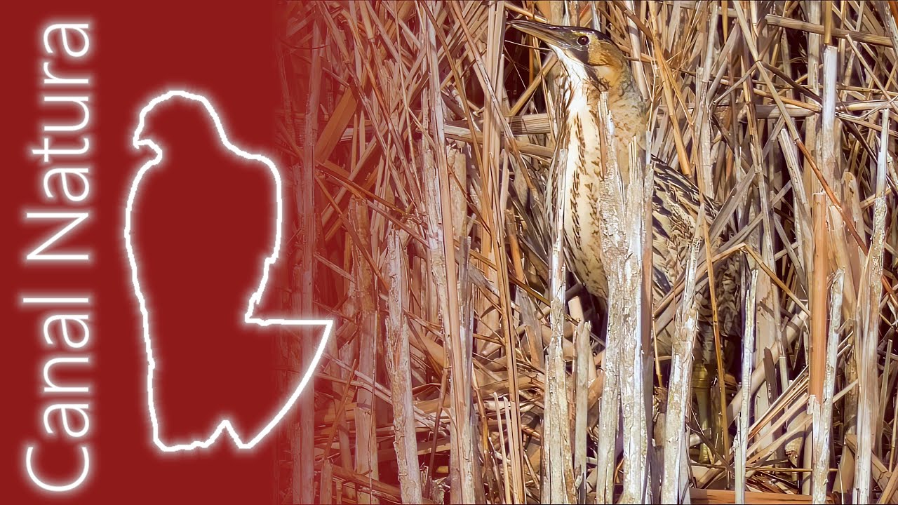 Avetoro común (Botaurus stellaris) Eurasian Bittern