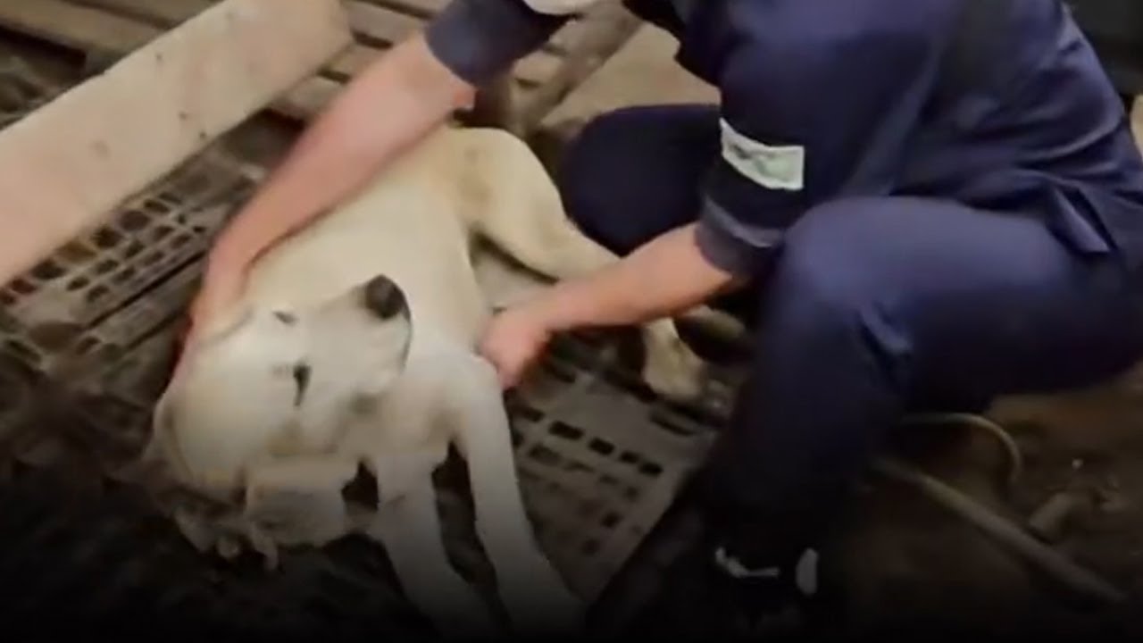 Helpless for Days in the Store, the Dog Lifted Its Head to Whisper Before Collapsing Again!