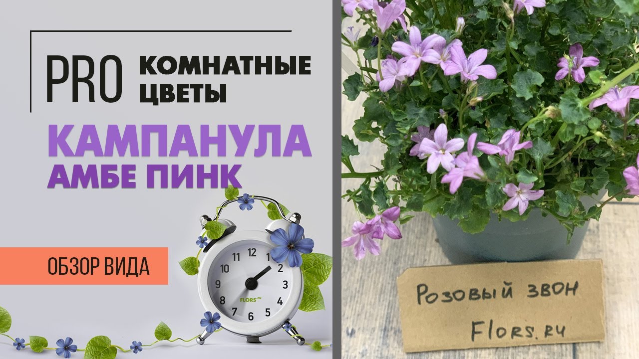 Кампанула Амбе Пинк | Цветок жених и невеста | Неприхотливое растение для сада