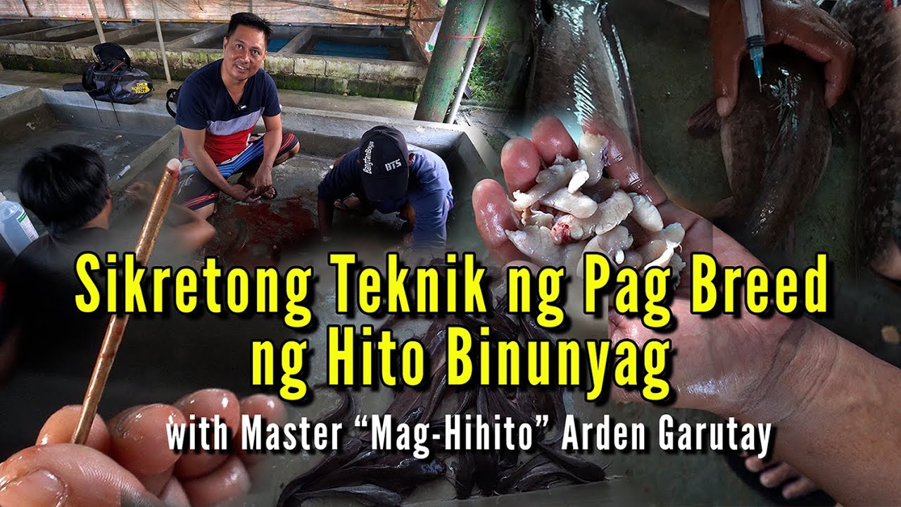 Sikretong Teknik sa Pag Breed ng Hito Binunyag - Pag Aalaga ng Hito Episode 03
