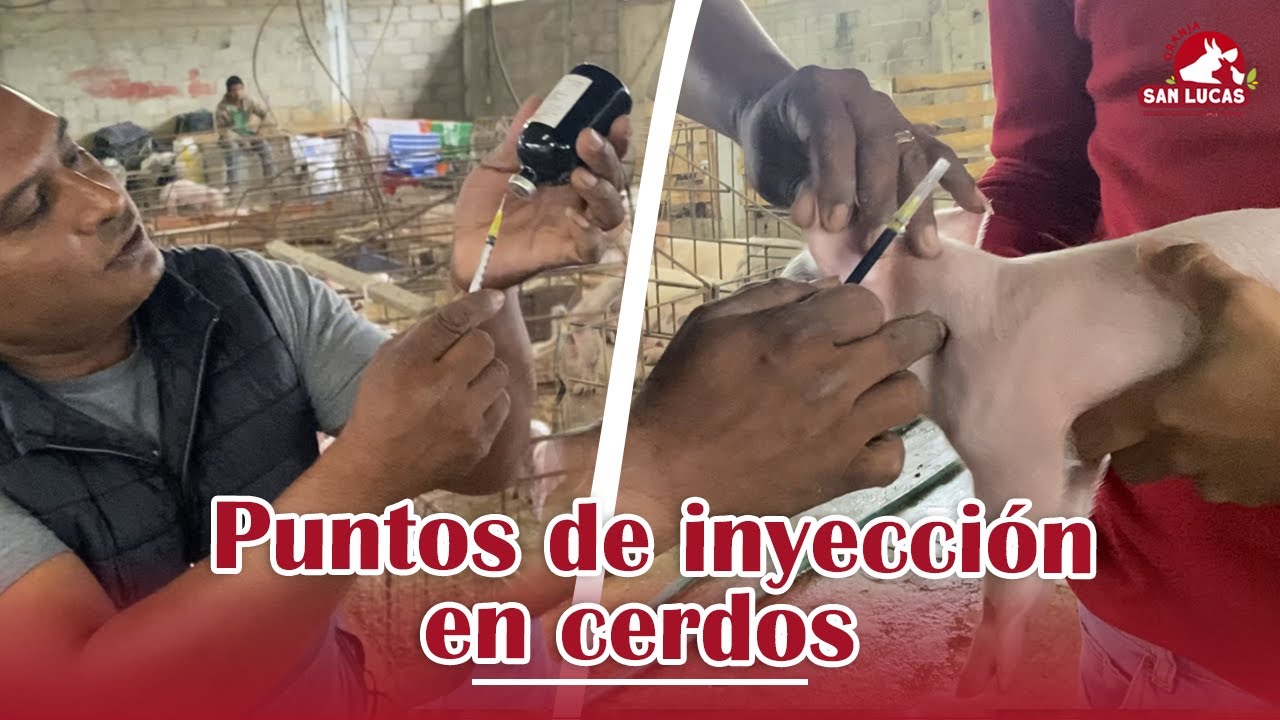¿Cómo se inyecta a un cerdo? | Granja San Lucas
