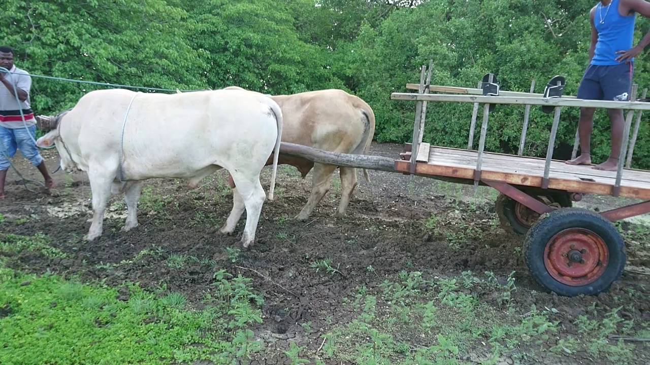 Entraînement bœuf tirant