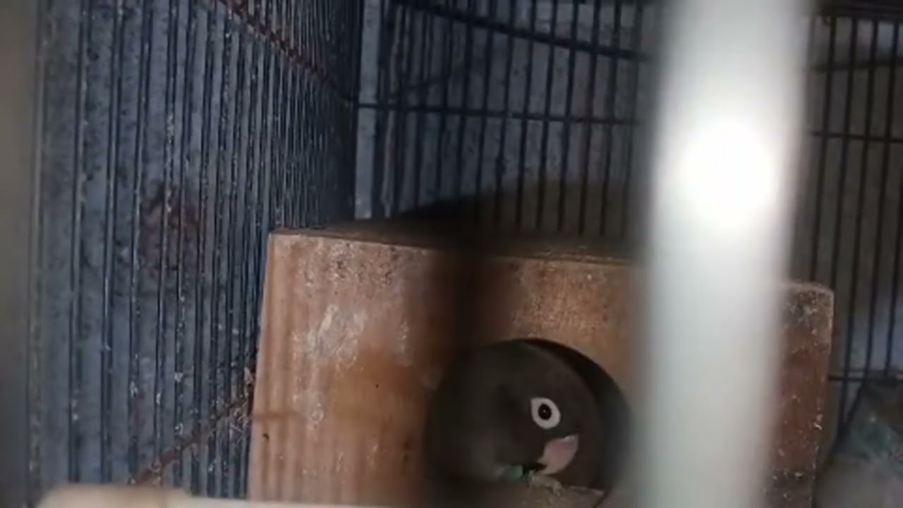 Sorotan 0.00 - 1.34 dari ASSE LOVEBIRD sedang live sekarang!