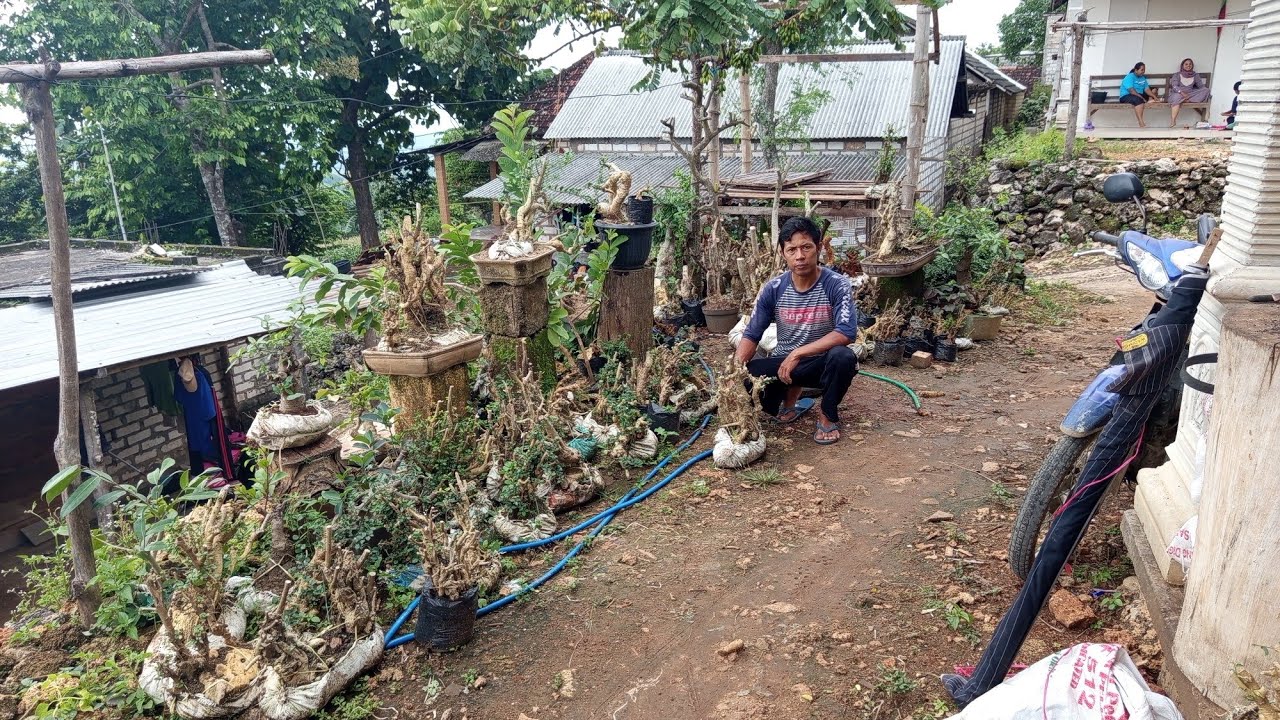 Obral mlm minggu di pembolang tulen ,super murah :0812 9433 0009