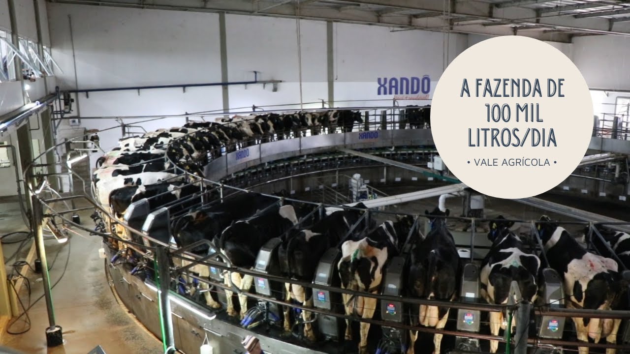 DO BALDE AO PÉ A 100 MIL LITROS DE LEITE POR DIA! 😳 (FAZENDA COLORADO - ARARAS SP)
