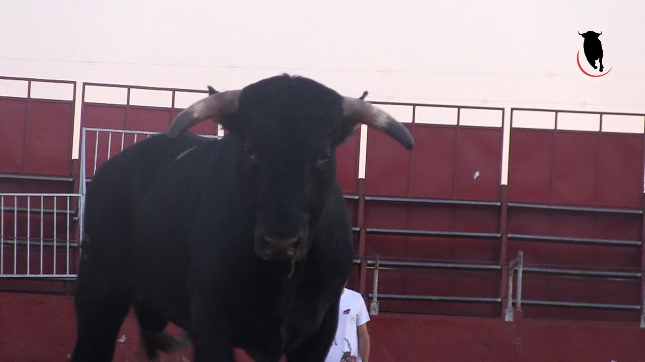 Suelta de toros para entrenamiento de recortadores (30-9-20)