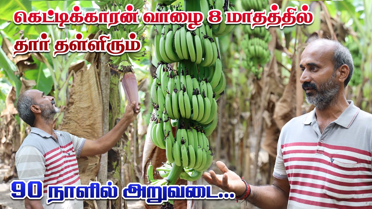 8 மாதம் 90 நாள் கெட்டிக்கார(ன்) வாழையில் நிறைய சம்பாதிக்கலாம் | G9 ரகம் -1000 || பூவன் ரகம்  - 2000