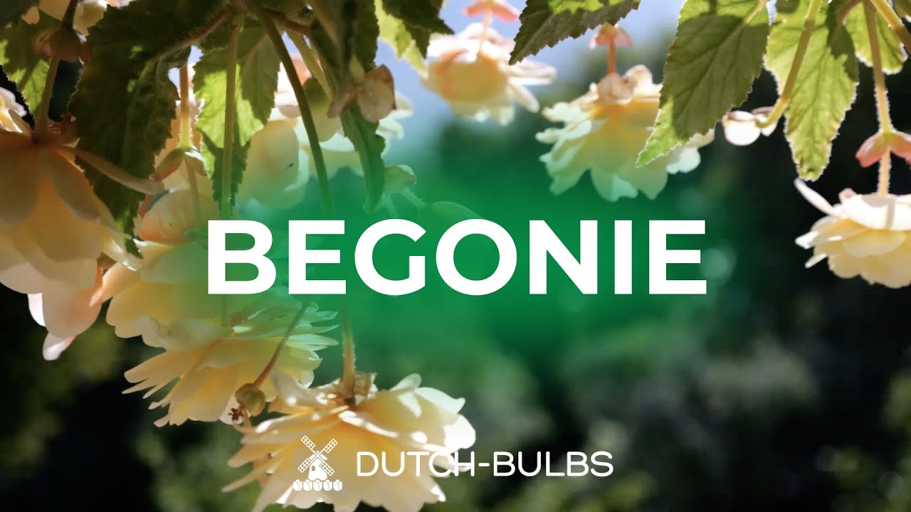 Piantare i bulbi di begonia in vaso│DUTCH-BULBS.COM