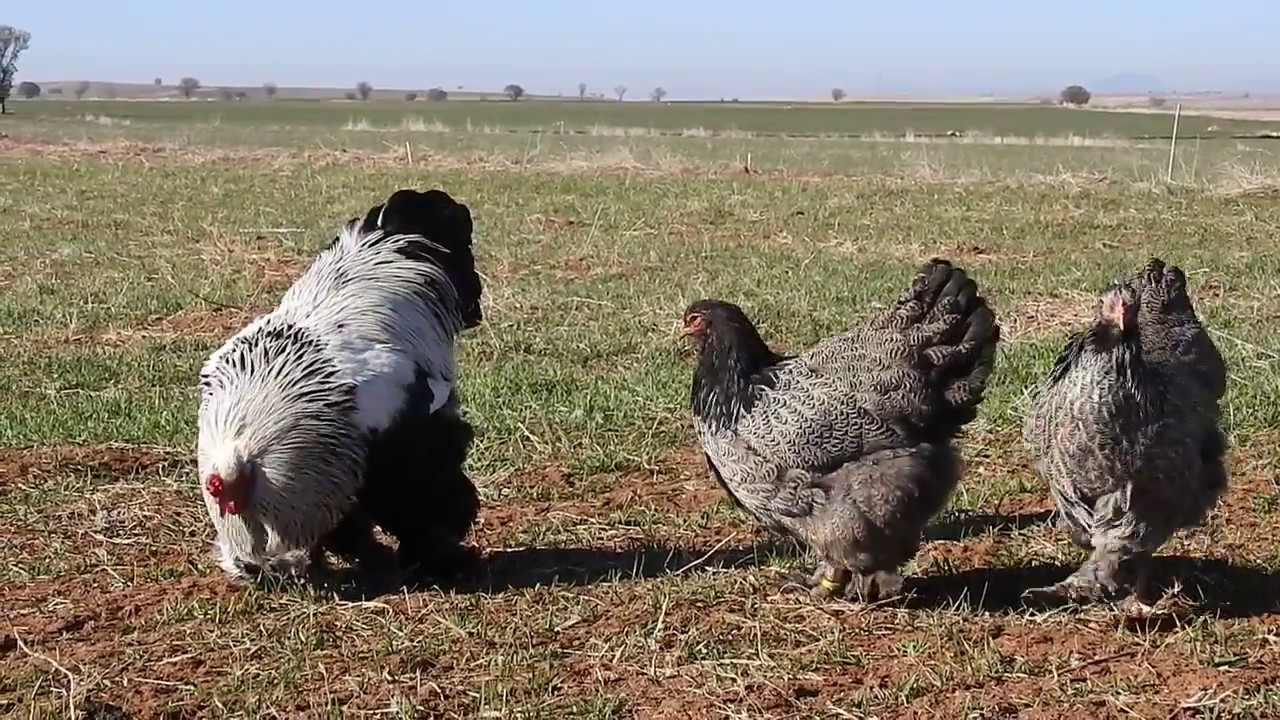 Brahma Karayaka Silver Partridge (Dark) 2017 -