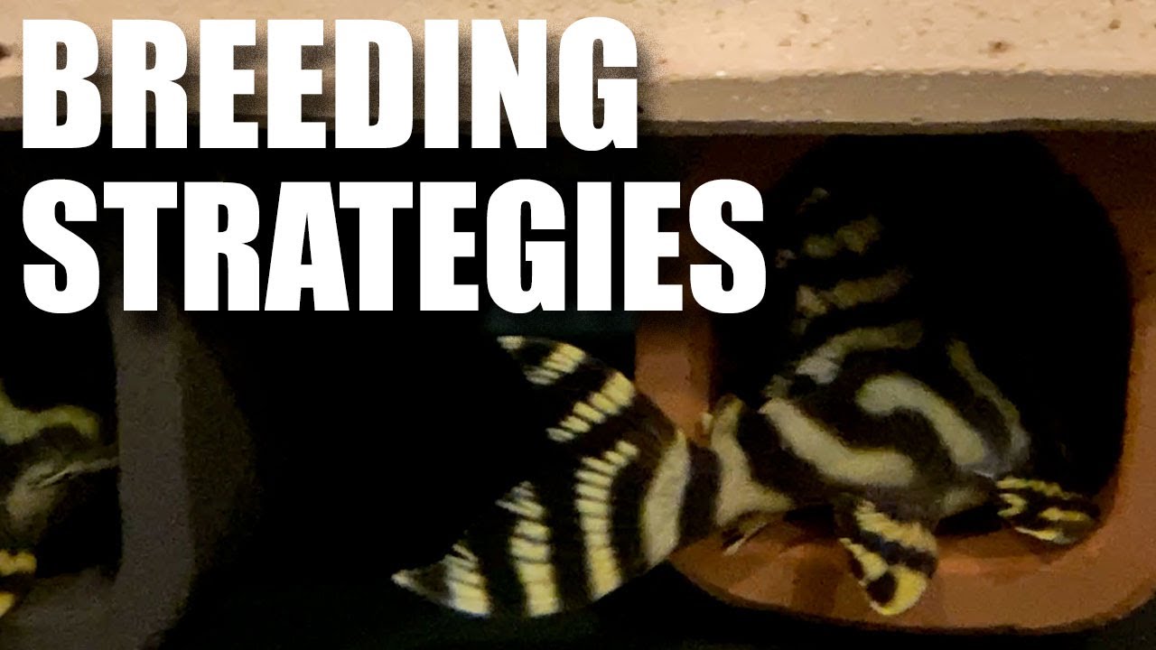 Let's discuss breeding Pleco's (Loricarids)