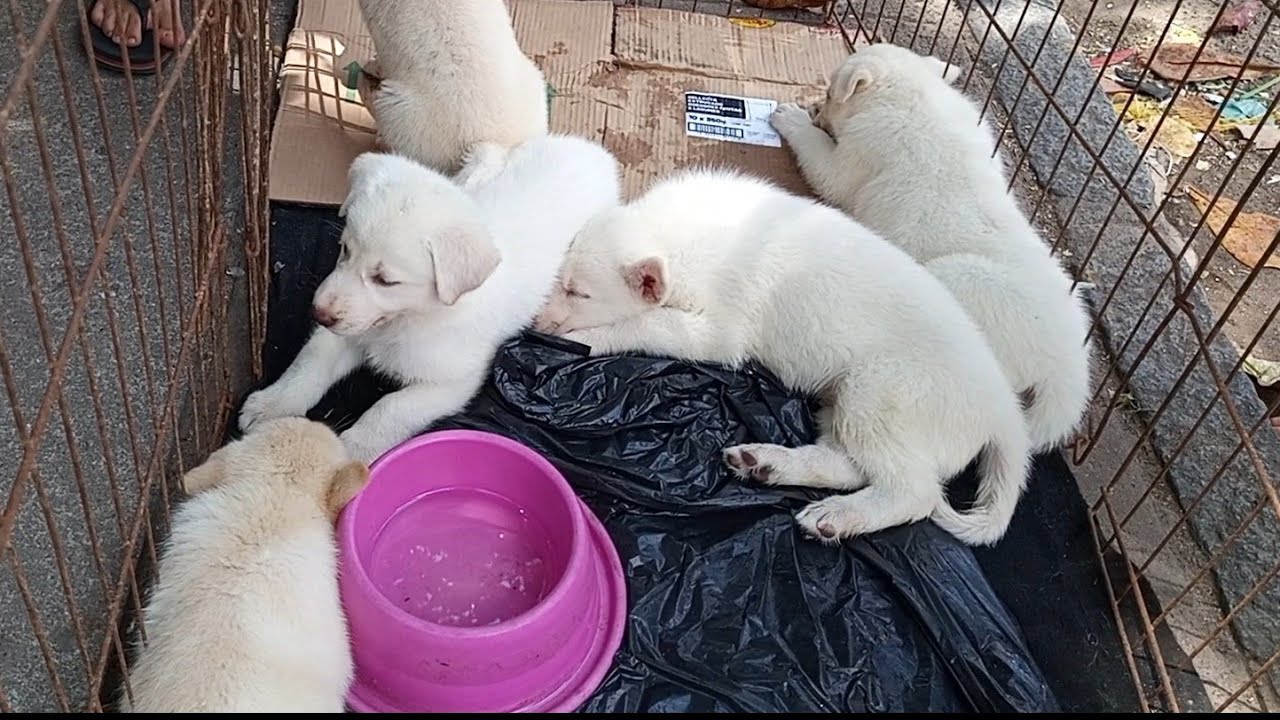 MERCADO DA MADALENA, FEIRA DE DOGINHOS DE RAÇA NA RUA REAL DA TORRE RECIFE.