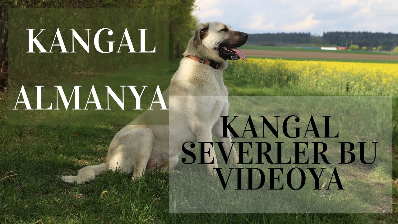Kangalların  Almanya yaşamı. Kangal severler bu videoya.