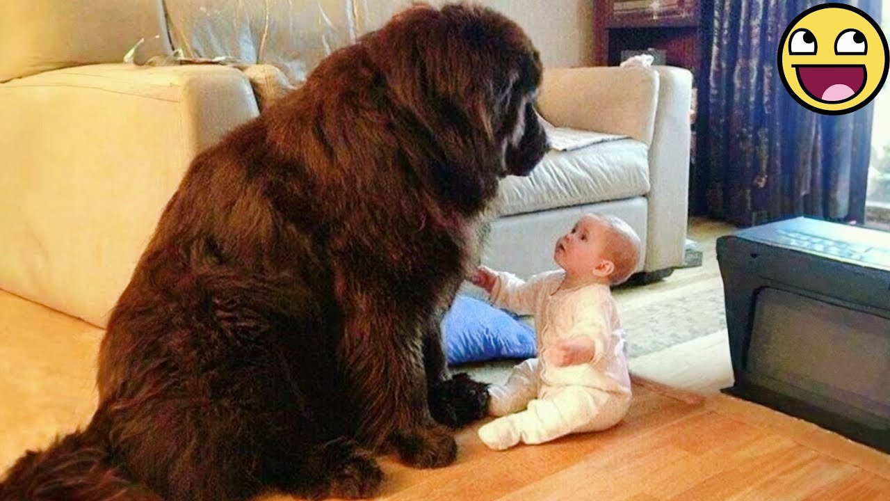 Baby and Dog Best Friend Moments That’ll Melt Your Heart 🐶👧✨