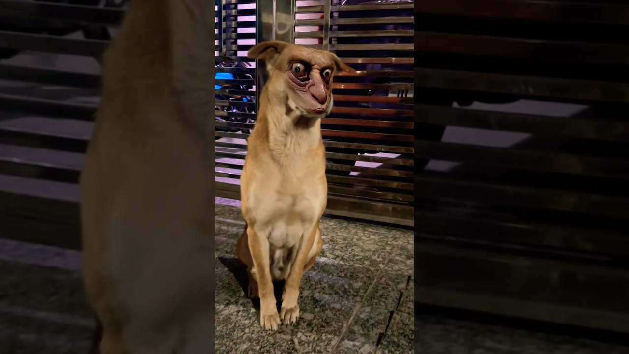 Bhootiya Dog ☠️ #shorts #funny #bhoot #comedy #ghost #horror #horrorsounds #dogshorts #ytviral #dog